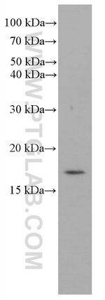 RHEB Antibody in Western Blot (WB)