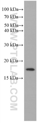 RHEB Antibody in Western Blot (WB)