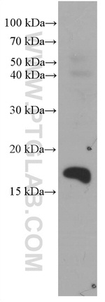 RHEB Antibody in Western Blot (WB)
