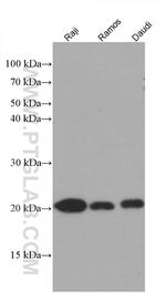 CHCHD4 Antibody in Western Blot (WB)