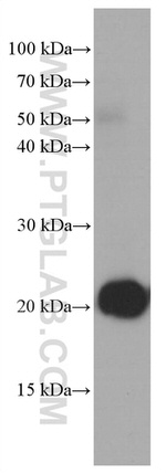 CHCHD4 Antibody in Western Blot (WB)