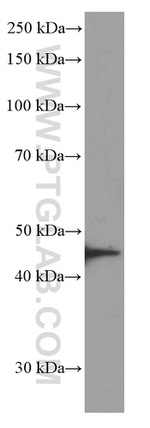 STK11 Antibody in Western Blot (WB)