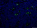 SYK Antibody in Immunohistochemistry (PFA fixed) (IHC (PFA))