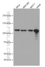 HSPH1 Antibody in Western Blot (WB)