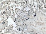 Placental lactogen Antibody in Immunohistochemistry (Paraffin) (IHC (P))
