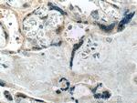 Placental lactogen Antibody in Immunohistochemistry (Paraffin) (IHC (P))