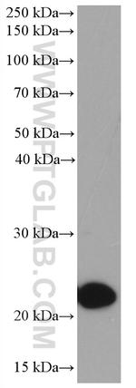 Placental lactogen Antibody in Western Blot (WB)