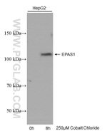 EPAS1 Antibody in Western Blot (WB)