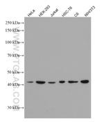 TDP-43 Antibody in Western Blot (WB)