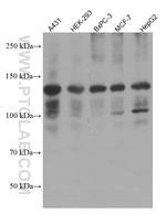 EPHA2 Antibody in Western Blot (WB)