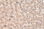 Factor X Antibody in Immunohistochemistry (Paraffin) (IHC (P))
