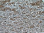 DKK3 Antibody in Immunohistochemistry (Paraffin) (IHC (P))