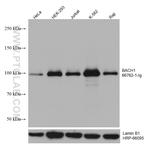BACH1 Antibody in Western Blot (WB)