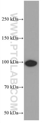 BACH1 Antibody in Western Blot (WB)