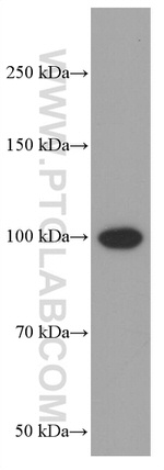 BACH1 Antibody in Western Blot (WB)
