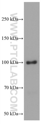 BACH1 Antibody in Western Blot (WB)