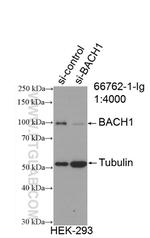 BACH1 Antibody in Western Blot (WB)