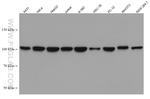 CRM1 Antibody in Western Blot (WB)