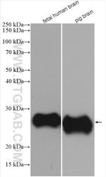 CD90 Antibody in Western Blot (WB)