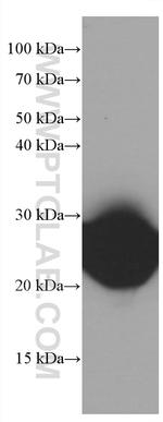 CD90 Antibody in Western Blot (WB)
