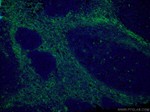 CD90 Antibody in Immunohistochemistry (PFA fixed) (IHC (PFA))