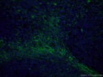 CD90 Antibody in Immunohistochemistry (PFA fixed) (IHC (PFA))