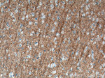 CD90 Antibody in Immunohistochemistry (Paraffin) (IHC (P))