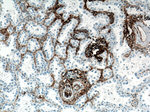 CD90 Antibody in Immunohistochemistry (Paraffin) (IHC (P))