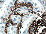CD90 Antibody in Immunohistochemistry (Paraffin) (IHC (P))