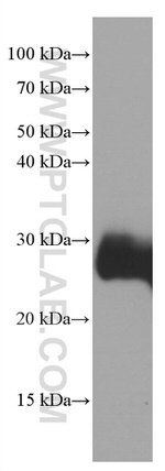 CD90 Antibody in Western Blot (WB)