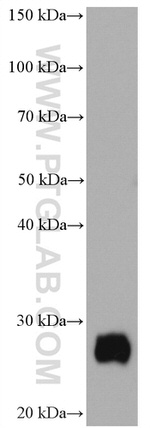 CD90 Antibody in Western Blot (WB)
