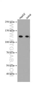 IFIH1 Antibody in Western Blot (WB)