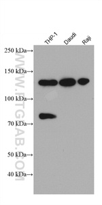 IFIH1 Antibody in Western Blot (WB)
