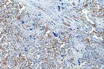 Glycophorin A Antibody in Immunohistochemistry (Paraffin) (IHC (P))