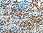 Glycophorin A Antibody in Immunohistochemistry (Paraffin) (IHC (P))