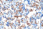Glycophorin A Antibody in Immunohistochemistry (Paraffin) (IHC (P))