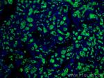 Glycophorin A Antibody in Immunohistochemistry (PFA fixed) (IHC (PFA))
