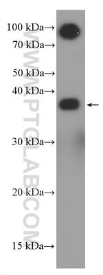 Glycophorin A Antibody in Western Blot (WB)