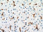 CD16 Antibody in Immunohistochemistry (Paraffin) (IHC (P))