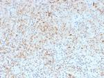 SPARC/Osteonectin Antibody in Immunohistochemistry (Paraffin) (IHC (P))