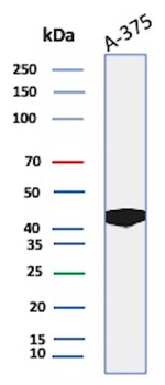 SPARC/Osteonectin/O-Nectin Antibody in Western Blot (WB)