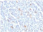 SPARC/Osteonectin Monoclonal Antibody (OSTN/3759)