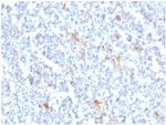 SPARC/Osteonectin Monoclonal Antibody (OSTN/3759)