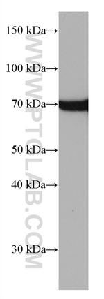 HSPA1L Antibody in Western Blot (WB)