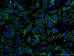 HSPA1L Antibody in Immunocytochemistry (ICC/IF)