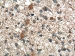 Neuromedin B Antibody in Immunohistochemistry (Paraffin) (IHC (P))