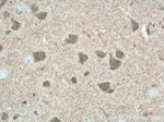 Neuromedin B Antibody in Immunohistochemistry (Paraffin) (IHC (P))