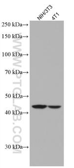 FNTB Antibody in Western Blot (WB)