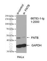 FNTB Antibody in Western Blot (WB)