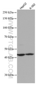 FNTB Antibody in Western Blot (WB)